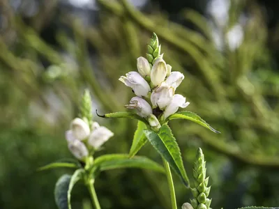 Photo of the White Turtlehead: A testament to nature's beauty.