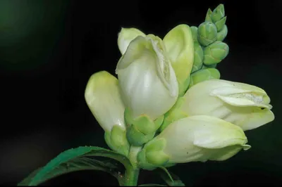 An Image of White Turtlehead – A Unique and Beautiful Flower