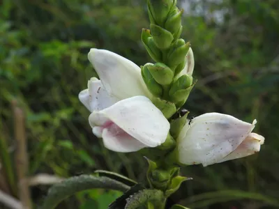 Discover the Delicate Beauty of White Turtlehead in This Photo