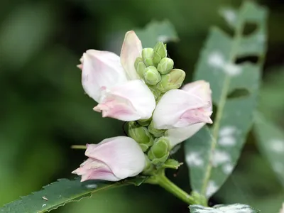 Photo of the White Turtlehead, a rare and exquisite flower 