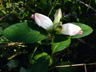 A Gorgeous Photo of White Turtlehead in Its Natural Habitat