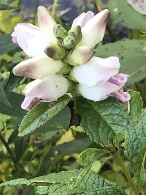 The White Turtlehead – A Flower That Will Captivate Your Heart
