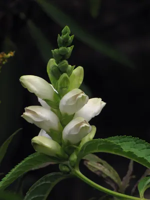 An Eye-Catching Image of White Turtlehead Standing Tall