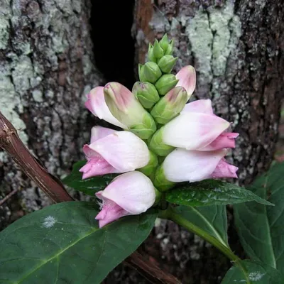 Stunning White Turtlehead image for flower enthusiasts 