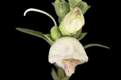 A Picture of White Turtlehead – A Flower That Symbolizes Strength and Resilience