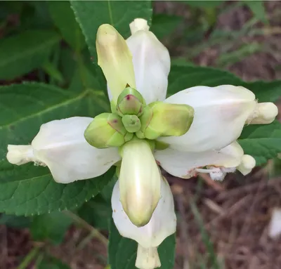Witness the Magnificence of White Turtlehead in This Photo