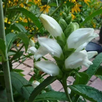 A Captivating Image of White Turtlehead – A Flower That Brings Joy