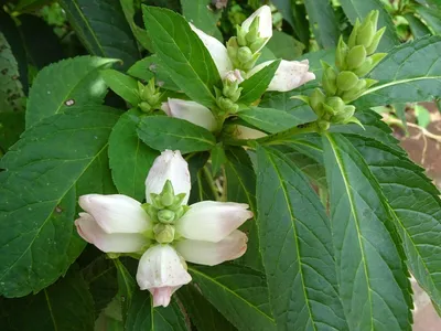 The Beauty of White Turtlehead – Captured in This Picture