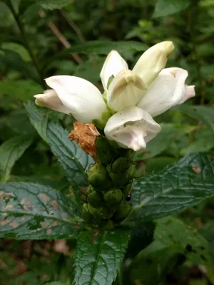An Image of White Turtlehead – A Flower That Embodies Grace and Beauty