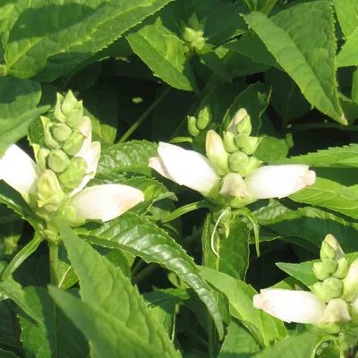 A Stunning Photo of White Turtlehead – A Rare and Exquisite Flower
