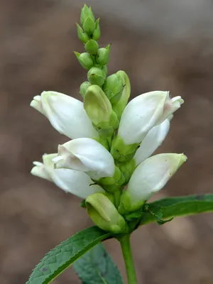 The Unique Charm of White Turtlehead – Captured in This Image