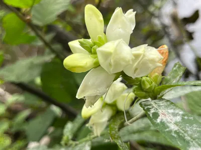 A Gorgeous Image of White Turtlehead – A Flower That Represents Perseverance