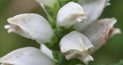 The Sublime Beauty of White Turtlehead – Captured in This Photo