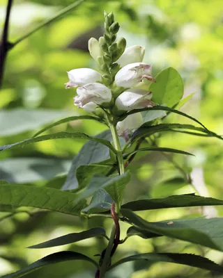 The Magnificent White Turtlehead – Captured in This Stunning Image