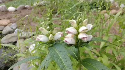An Incredible Photo of White Turtlehead – A Flower That Embodies Purity and Gracefulness.