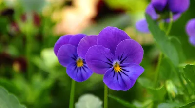 Captivating Wild Pansy in Full Bloom