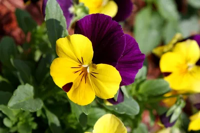 Aesthetic Wild Pansy in Focus