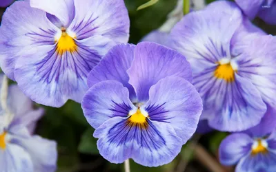 Lovely Wild Pansy in Close-up