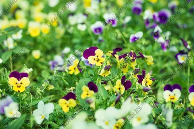 Delicate Wild Pansy in Soft Hues