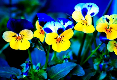 Mesmerizing Wild Pansy in the Field