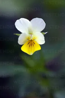 Enchanting Wild Pansy in the Meadow
