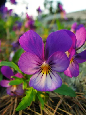 Charming Wild Pansy in a Picture