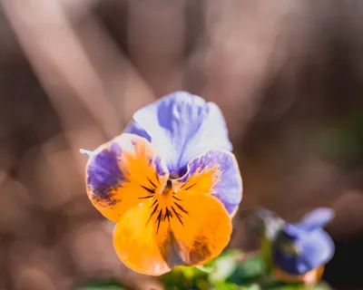 Alluring Wild Pansy in the Forest