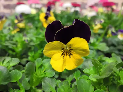 Serene Wild Pansy in the Park