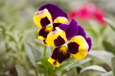 Majestic Wild Pansy in the Landscape
