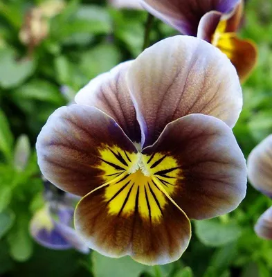 Calming Wild Pansy in Pastel Shades