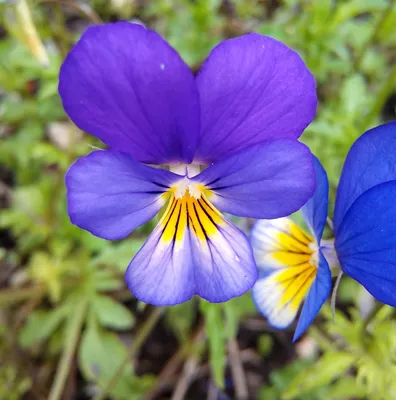 Peaceful Wild Pansy in the Evening