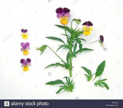 Graceful Wild Pansy in the Wind