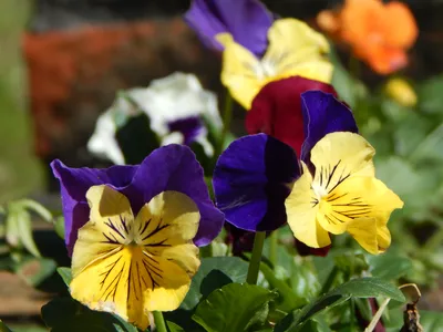 Colorful Wild Pansy in the Season