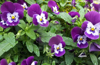 Natural Wild Pansy in the Environment