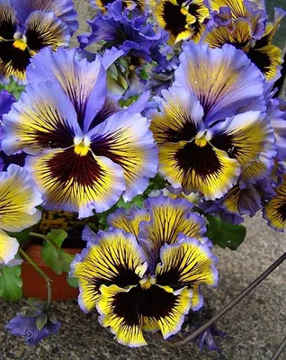 Wild Pansy Photo to Brighten Your Day