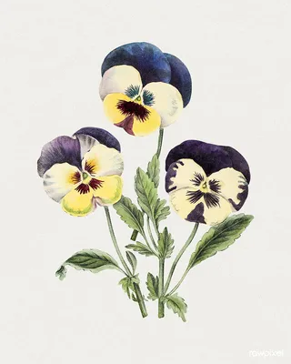 Image of Wild Pansy to Admire and Enjoy