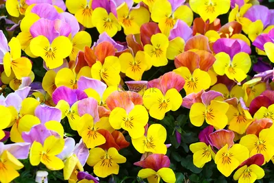 Get Lost in the Vibrant Colors of Wild Pansy in This Picture