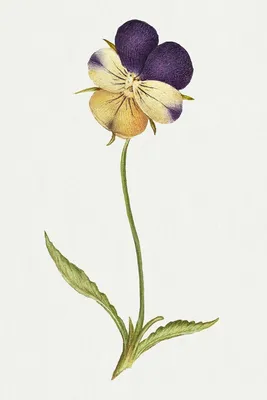Behold the Enchanting Wild Pansy in This Gorgeous Image