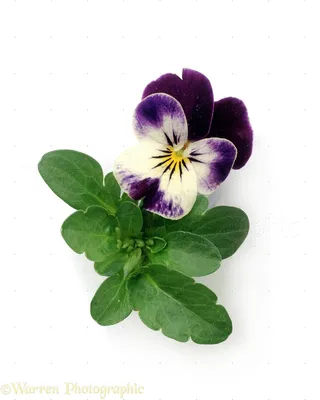 Wild Pansy: A Flower That Will Take Your Breath Away