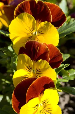 A Picture Perfect Moment with Wild Pansy in Full Bloom