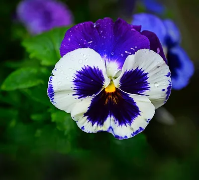 The Mesmerizing Colors of Wild Pansy Captured in This Image