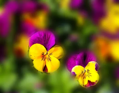 A Stunning Shot of Wild Pansy in Its Natural Habitat