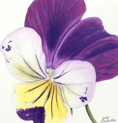 Wild Pansy: A Flower That Will Steal Your Heart in This Photo