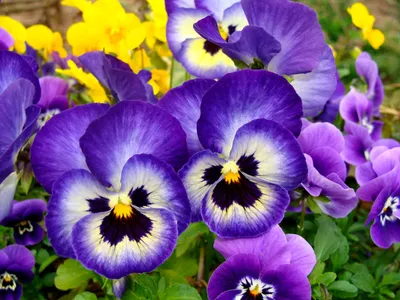 Get Up Close and Personal with Wild Pansy in This Picture