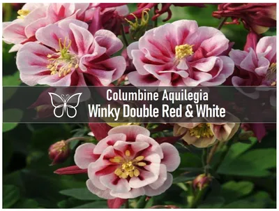 The Delicate Beauty of the Winky Double Red-White Flower