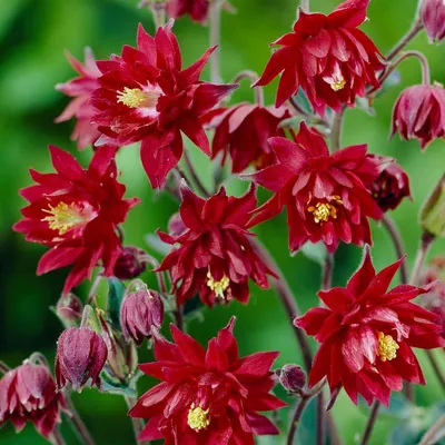 The Radiant Winky Double Red-White: A Flower Fit for Royalty
