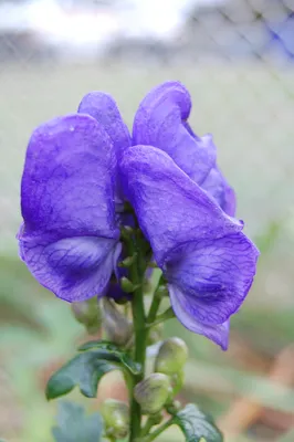 A Picture of the Wolfs bane Flower in Its Full Glory