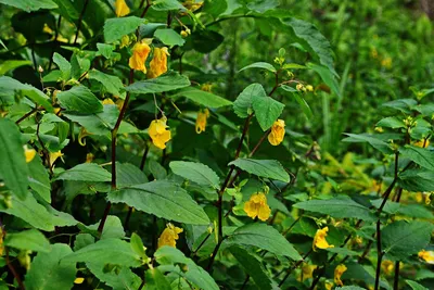 Stunning Floral Photography Featuring Yellow Jewelweed