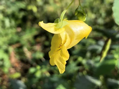 A Picture of Yellow Jewelweed's Bright Yellow Blossoms