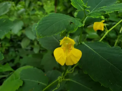 Magnificent Image of Yellow Jewelweed in Full Bloom
